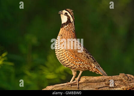 Colin de Virginie (Colinus virginianus), Rio Grande City, Texas, États-Unis Banque D'Images