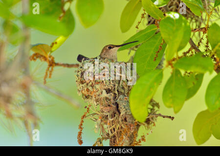 Colibri à gorge noire (Archilochus alexandri) l'incubation des œufs dans un nid dans un chêne, Turquie Bend LCRA, Texas, États-Unis Banque D'Images