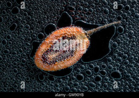 Tamarillo réduit de moitié des fruits dans de l'eau minérale, une série de photos. Close-up de l'eau gazéifiée sur fond noir Banque D'Images