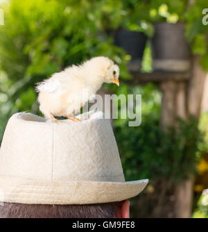 Les poulets de bébé sur la tête des personnes Banque D'Images