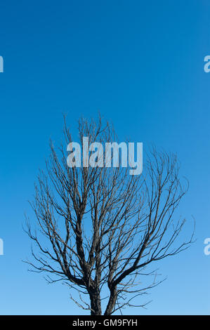 Arbre brûlé avec branches noircies seul sur fond de ciel bleu, concept de prévention des catastrophes naturelles Banque D'Images