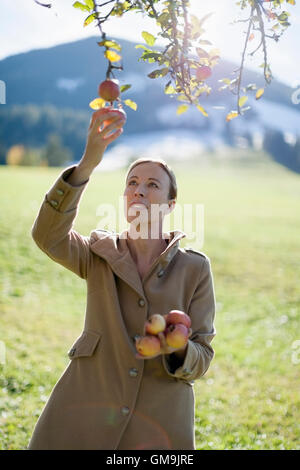 L'Autriche, Salzburger Land, Maria Alm, Mature Woman picking apples from tree Banque D'Images