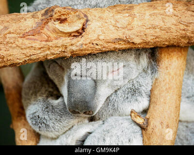 Close-up de Koala (Phascolarctos cinereus) sleeping on tree Banque D'Images