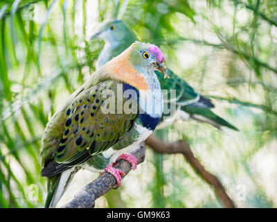 Superbe (Ptilinopus superbus) perching on tree branch Banque D'Images