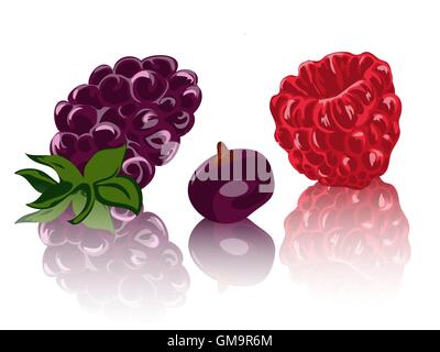 Berries isolated on white backgraund. vector illustration Illustration de Vecteur