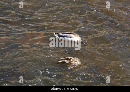 Une paire de canards avec leur cou sous l'eau sur la rivière Ohře à Karlovy Vary, République Tchèque Banque D'Images