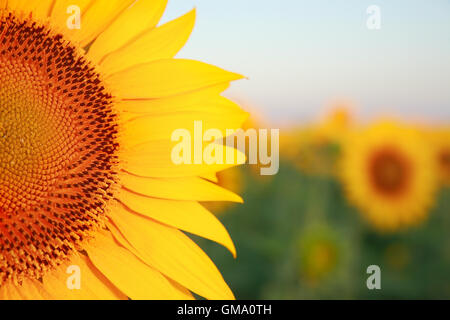 Tournesols sur le domaine à l'aube close-up Banque D'Images