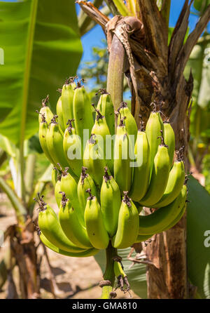 CABARETE, RÉPUBLIQUE DOMINICAINE - Régime de bananes qui poussent sur bananier. Banque D'Images