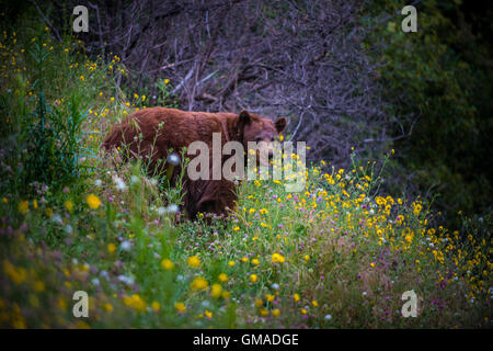 Ours noir Californie Sequoia Kings Canyon National Park USA CA Banque D'Images