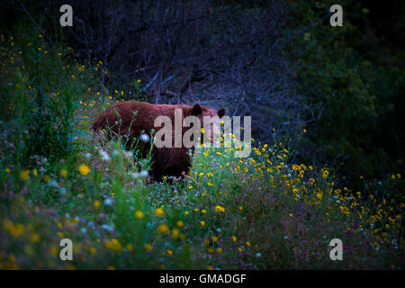 Ours noir Californie Sequoia Kings Canyon National Park USA CA Banque D'Images