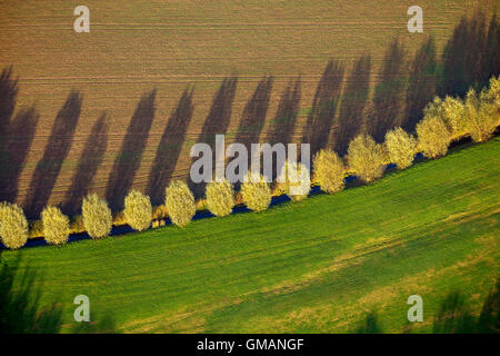 L'image aérienne, des arbres avec ombre portée avec les feuilles d'automne, d'un ruisseau, champ, prairie, pâturage, photo aérienne de Duisburg,, Ruhr, Banque D'Images