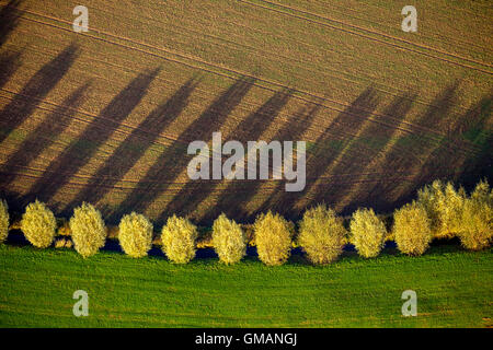 L'image aérienne, des arbres avec ombre portée avec les feuilles d'automne, d'un ruisseau, champ, prairie, pâturage, photo aérienne de Duisburg,, Ruhr, Banque D'Images