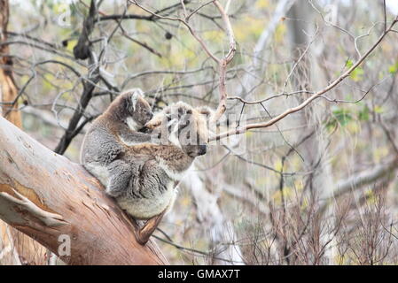 Koala sauvages dans le Parc National d'Otway Australie Victoria Banque D'Images