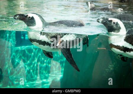 Pingouins africains, en captivité, la natation à l'Aquarium de Vancouver à Vancouver, Colombie-Britannique, Canada. Banque D'Images