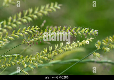 Du chien à crête-tail grass, Cynosurus cristatus, la floraison avec d'autres graminées, juin Banque D'Images