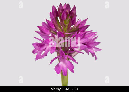 Une orchidée Anacamptis pyramidalis, pyramidale, avec des fleurs en forme de pyramide typique head, juin Banque D'Images