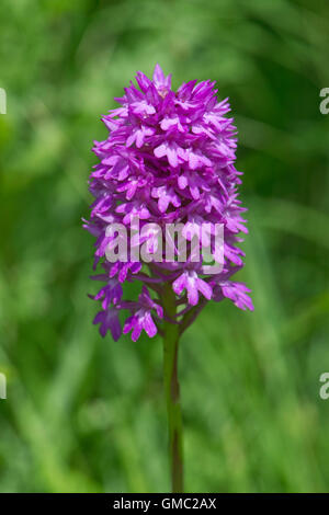 Une orchidée Anacamptis pyramidalis, pyramidale, avec des fleurs en forme de pyramide typique head, juin Banque D'Images