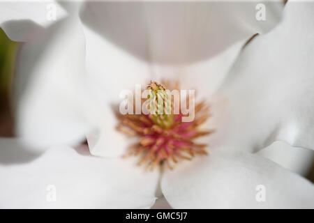 Magnolia soulangeana blanc avec un centre rose blush fluide et élégant Jane Ann Butler Photography JABP1602 Banque D'Images