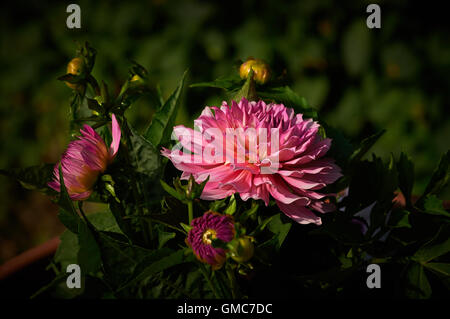 Jardin et fleurs sauvages,certains poussent à l'état sauvage et certains d'un jardin anglais, connu à travers le Royaume-Uni. Banque D'Images