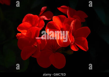 Plantes et fleurs, d'Asie Caraïbes Banque D'Images