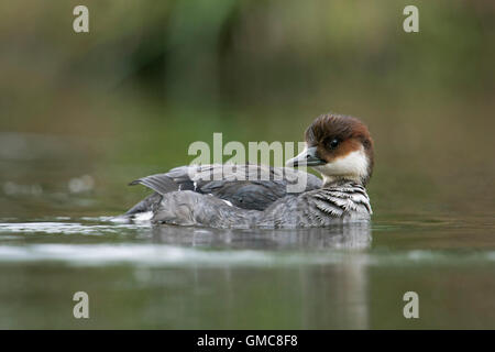 Femme Zwergsaeger / Yéti ( Mergellus albellus ) dans l'environnement naturel, regarde en arrière, à la recherche de son partenaire. Banque D'Images