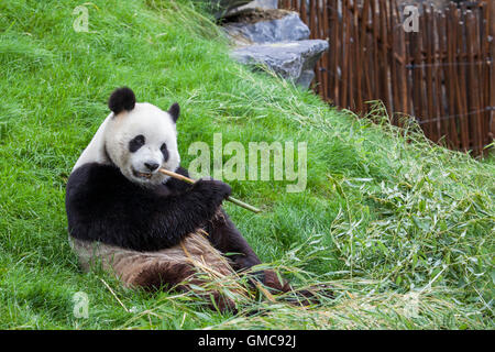 Panda est assis sur le sol et se nourrit de bambou dans un zoo Banque D'Images