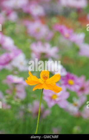 Cosmos sulphureus Polidor fleurs Banque D'Images