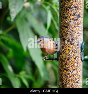 Fringilla coelebs chaffinch commun sur la mangeoire pour oiseaux Banque D'Images