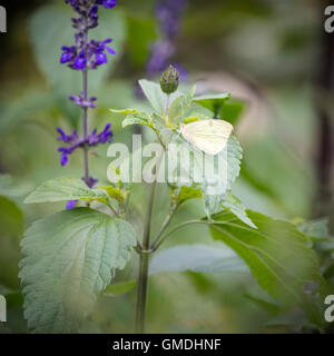 Papillon blanc du chou fleur vibrante atterrit sur le jour d'été Banque D'Images