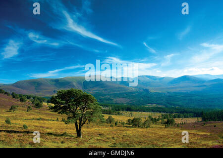 Et le nord du Cairn Gorm Corries de Glenmore Forest, Aviemore, parc national de Cairngorm, Highland Banque D'Images