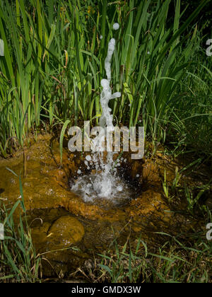 L'eau minérale, le ressort de 'de l'île' ; Sainte Marguerite, Saint Maurice-ès-Allier, Puy-de-Dôme, Auvergne, France. Banque D'Images