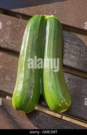 Une paire de frères siamois, courgettes courgette variété Banque D'Images