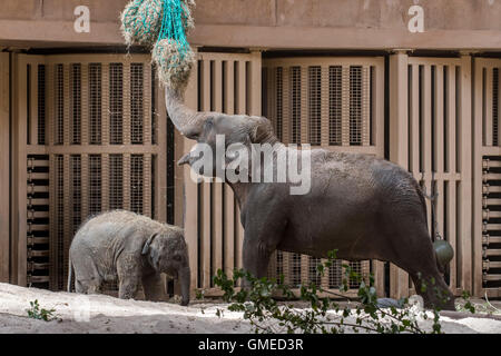 Éléphant d'Asie (Elephas maximus) avec bébé se nourrit de foin dans une enceinte dans le zoo de Planckendael, Belgique Banque D'Images