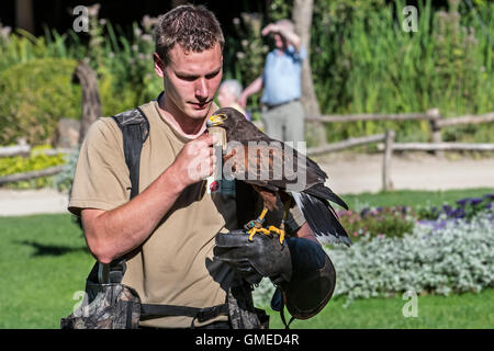 Harris Parabuteo unicinctus (Hawk) assis sur falconer's main gantée au spectacle d'oiseau de proie Banque D'Images