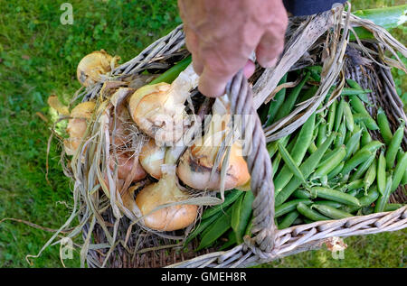 Mâle mature gardener holding panier en osier Banque D'Images