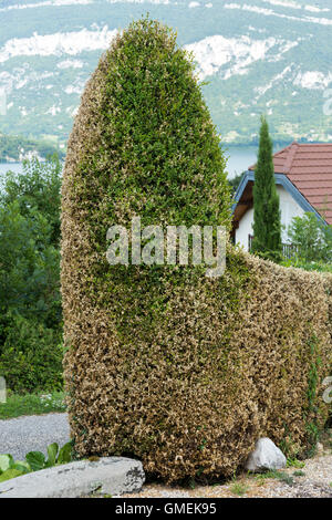 Fort de mourir des arbres (Buxus) tree / topiary endommagé et probablement tué par l'espèce d'arbre fort Cydalima perspectalis, Caterpillar. Banque D'Images