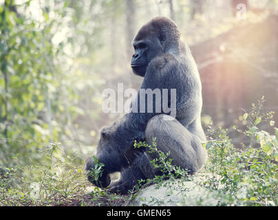 Silverback Gorilla assis sur un rocher Banque D'Images