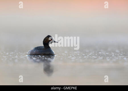 Grèbe à cou noir Grèbe / / Schwarzhalstaucher ( Podiceps nigricollis ) dans le silence paisible atmosphère tôt le matin. Banque D'Images