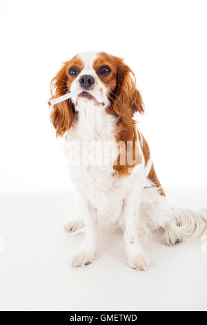 Thug life chien King Charles Spaniel Banque D'Images