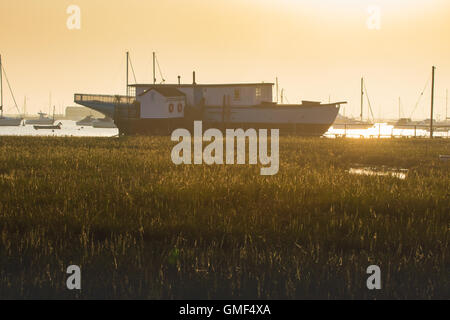 L'île de Mersea, Essex, le 25 août 2016. La fin de l'après-midi la lumière du soleil est capturé par les herbes de marais à West Mersea. Crédit : Paul Davey/Alamy Live News Banque D'Images