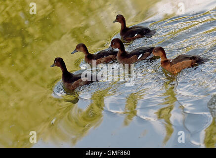 Canards ferrugineux nager dans le canal sur le lac de Steinhude Hagenburger dans le Hanovre, Allemagne, 26 août 2016. Un projet visant à réintroduire les canards du lac de Steinhude ferrugineux est en cours depuis le début de 2012. La Basse Saxe NABU (Nature et biodiversité Conservation Union) a réintroduit autour de 400 animaux dans le cadre de ce projet, qui est mené en coopération avec la station de protection écologique du lac Steinhude (OSSM) et la protection des espèces de la faune et de Sachsenhagen. Photo : HOLGER HOLLEMANN/dpa Banque D'Images