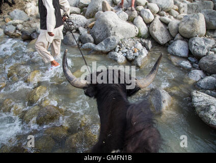 Yak traversant une rivière lors d'un treck dans la montagne, Grand pamir, Afghanistan, Wakhan Banque D'Images