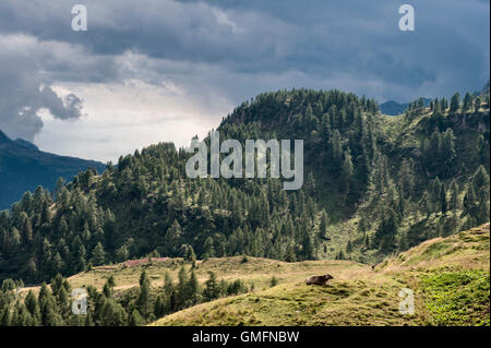 Les Dolomites, Trentino, en Italie du nord. Vue d'été de l'alpages élevés au-dessus de Passo Rolle Banque D'Images