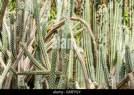 En été, les champs de Cactus vert Banque D'Images