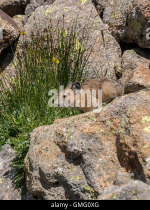 Pika (Ochotona princeps), l'ancolie, sentier du col Weminuche Wilderness, San Juan National Forest, Colorado. Banque D'Images