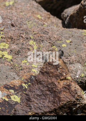 Pika (Ochotona princeps), l'ancolie, sentier du col Weminuche Wilderness, San Juan National Forest, Colorado. Banque D'Images