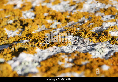 Lichen jaune sur les roches de granit Sardaigne Banque D'Images