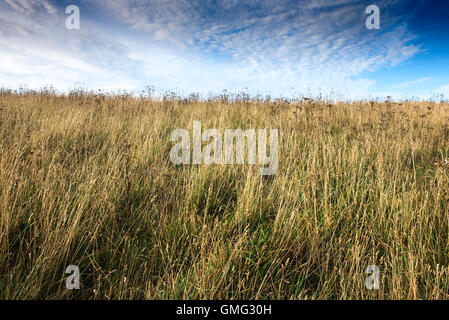 L'herbe sur l'Est de Cornwall Pentire. Banque D'Images