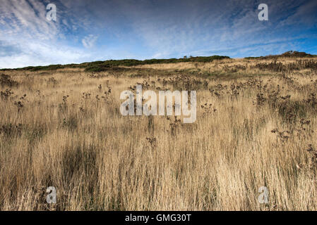 L'herbe sur l'Est de Cornwall Pentire. Banque D'Images