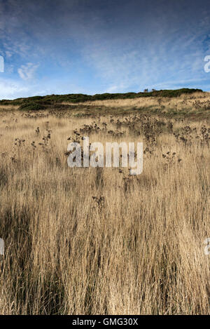 L'herbe sur l'Est de Cornwall Pentire. Banque D'Images